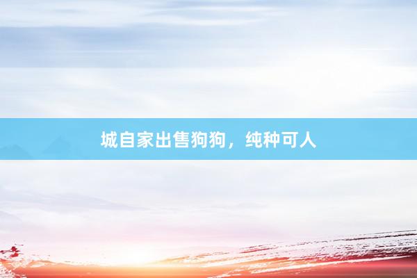 城自家出售狗狗,纯种可人